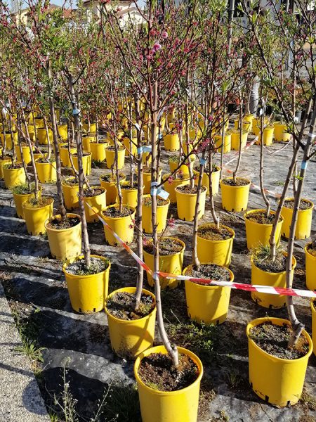 10 Piante Radice Nuda - Alberi Da Giardino Scelta Varietà - Foto 5
