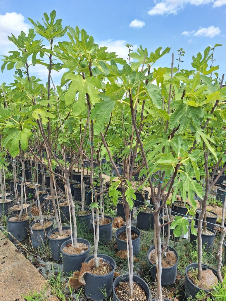 FRAGOLA ELEGANCE - 5 Piante Di Fragola A Radice Nuda - Facili Da Coltivare - Ideali Per Orto E Giardino - Varietà Rifiorente - Confezione Da 5 Pezzi