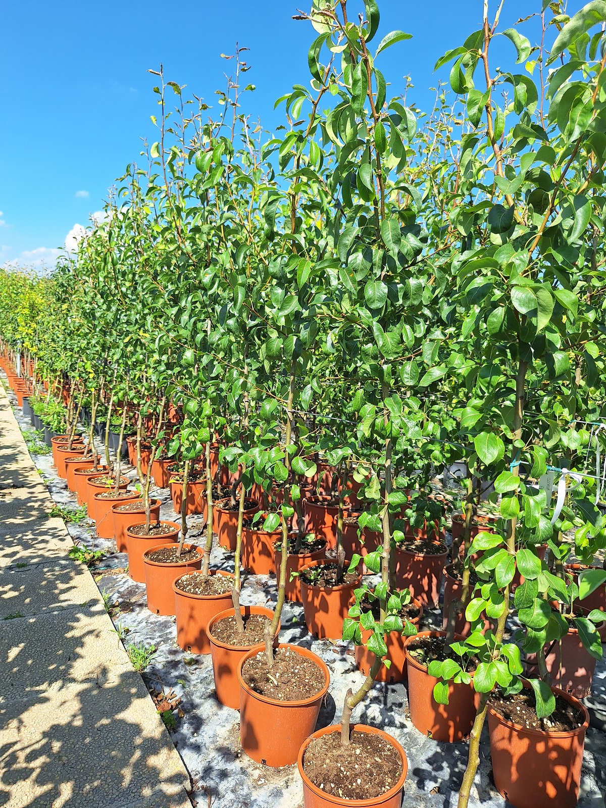 ANGELO VIVAI SOCIETA' AGRICOLA S.S. — foto 6